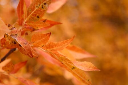 Golden maple leaf on blurry autumn background, place for textの写真素材