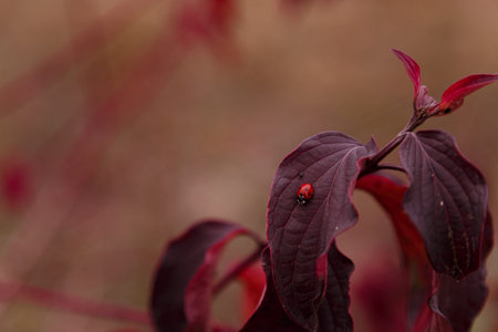 Tiny ladybug on red autumn leaves on blurry background, copy space