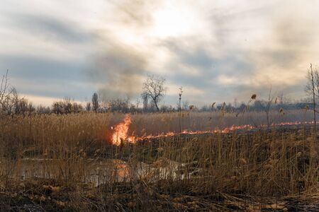 Burning reeds. Nature fire landscape. Devastation of wildlife, human influence on planet. Air pollution, hot and dry climate, environment, Earth saving conceptの写真素材