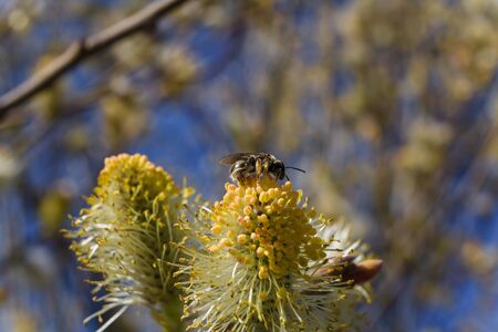 Soft focused macro shot of a bee gathering pollen from flowers bud on tree branch. Blurry blue background. Spring concept.の写真素材