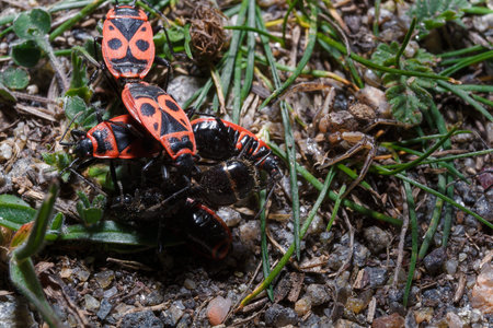 Macro shot of red firebugs or pyrrhocoris apterus reproduction among green grass and brown spider...