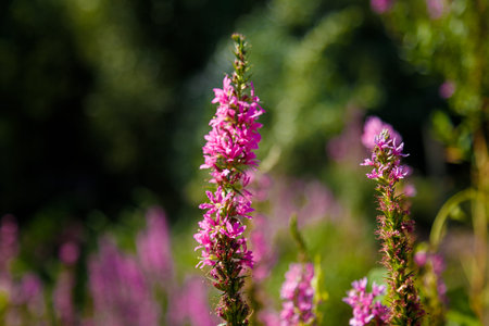 Beautiful purple flower on blurry green background. Summer or springtime blossoming concept. Copy...