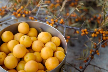 yellow fresh mirabelle plums in a metal pot with sea buckthorn branches and berries on the wooden old blue table background	の写真素材