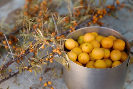 yellow fresh mirabelle plums in a metal pot with sea buckthorn branches and berries on the wooden old blue table background	の写真素材