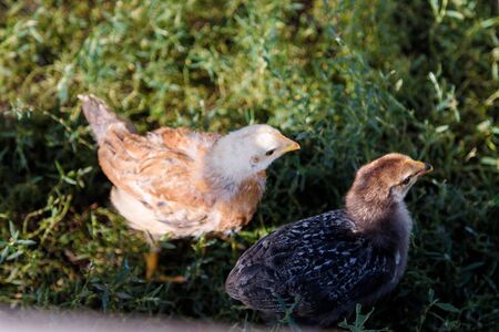 Multicolored small chickens on green grassの写真素材