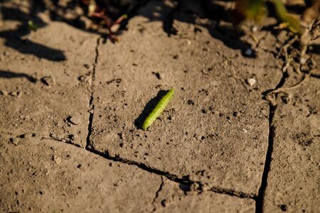 Green crawling caterpillar. Wildlife and spring creatures concept.の写真素材