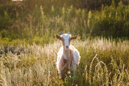 Brown goat on pasture in field in sunset lightの写真素材