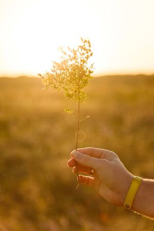 male hand holding Saint-John's-wort field herb in the warm summer sunset light の写真素材