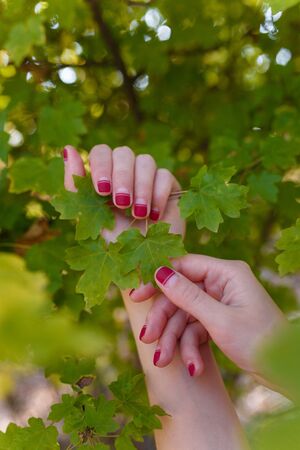Female hands with red manicure holding green leaves of a tree. Nature, health and beauty, hands  and fingernails care concept.の写真素材