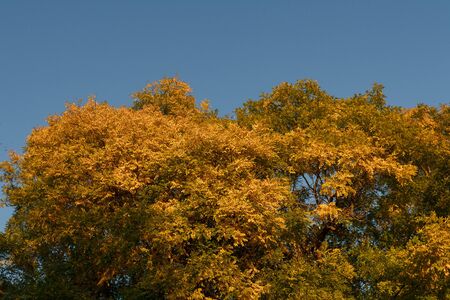 Top of tree with beautiful golden foliage on blue ske at sunny autumn day.の写真素材