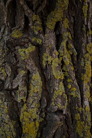 Tree texture covered with moss.の写真素材