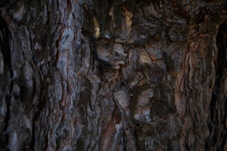 Tree bark close up shot in forestの写真素材