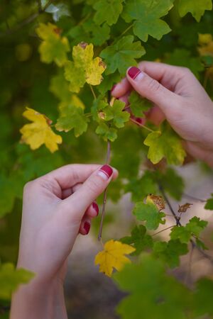 Female hands with red manicure holding green leaves of a tree. Nature, health and beauty, hands  and fingernails care concept.の写真素材