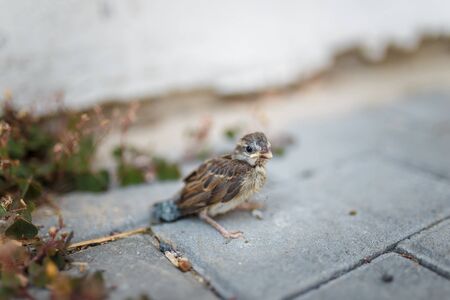 Little sparrow bird on the ground. Nestling learning to fly.の写真素材
