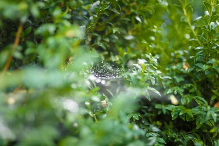 Buxus or boxwood leaves with spiderweb covered with raindrops or dewの写真素材