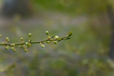 Tender cherry tree branch with first buds. Blooming spring time concept. Copy space.の写真素材