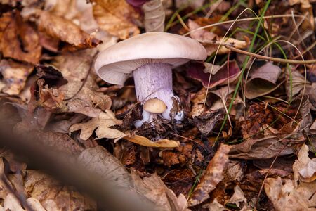 Tricholoma mushroom in autumn forestの写真素材