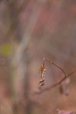 Beautiful autumn leaf on blurry autumn forest backgroundの写真素材