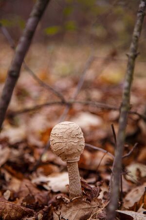 Puff ball mushroom in autumn forestの写真素材