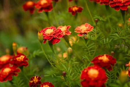 Marigold or tagetes flowers on blurry backgroundの写真素材