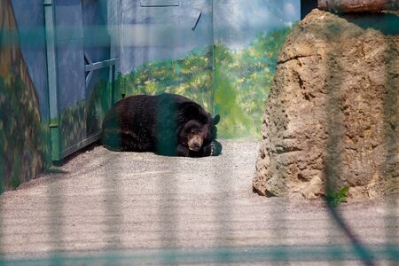 Odesa, Ukraine - August 2017. Brown bear sleeping in a zoo cageの写真素材