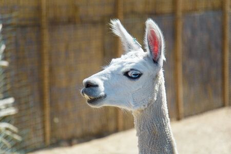 White lama in the zooの写真素材