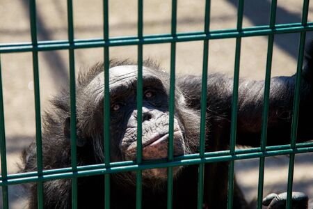 encaged chimpanzee monkey in zoo. Mammal looking through barsの写真素材