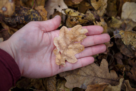 hand holding a dry oak leaf in the autumn forest