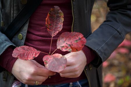 female hands holding a branch with red autumn leavesの写真素材