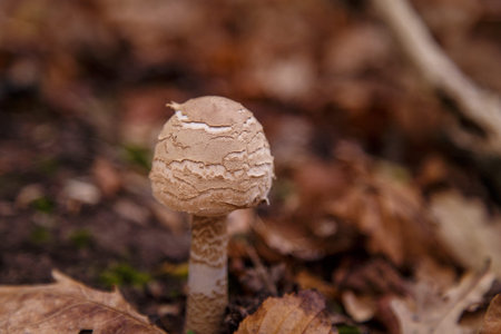 Puff ball mushroom in autumn forest