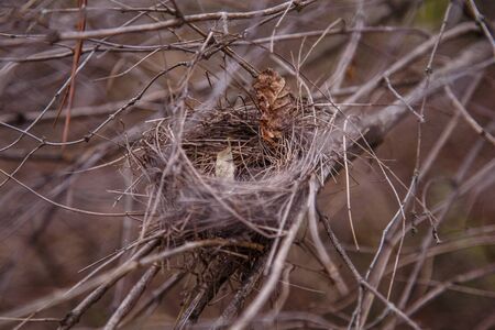 Empty bird nest on bush branches in forest. Spring nestlings or bird homecoming concept. の写真素材