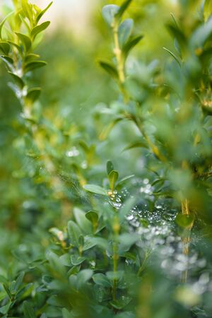 Buxus or boxwood leaves with spiderweb covered with raindrops or dewの写真素材