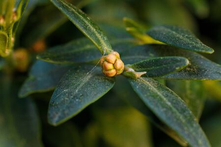 Soft focused macro shot of buxus or boxwood leavesの写真素材