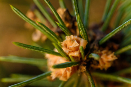 Soft focused macro shot of pine tree branch with little cones