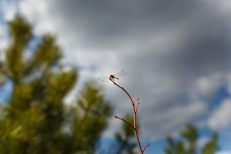 Dragonfly sitting on branch on blurry pine tree and sky backgroundの写真素材