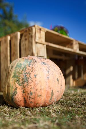 Big pumpkin on the grass on the wooden box background outdoors. Delicious seasonal vegetable, organic vegetarian food. Autumn harvest for Thanksgiving day or Halloween.の写真素材