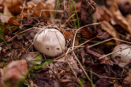 Tricholoma mushroom in autumn forestの写真素材