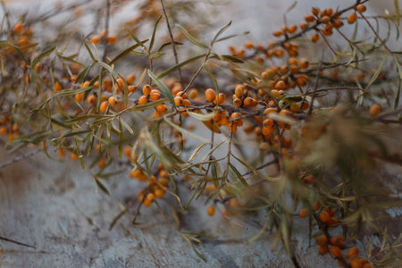 branch of sea buckthorn on the blue table background. Summer and autumn harvest, useful berries for...
