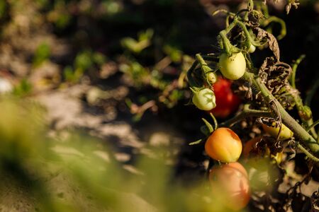 Tiny red and green tomatoes on bush. End of gardening season. Healthy oranic vegetarian food.の写真素材