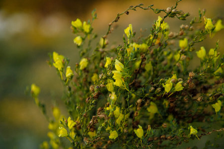Field flowers st sunset on blurry green background. Summer and springtime blossoming concept.
