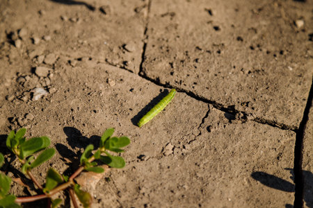 Green purslane leaves on ground in garden  and crawling caterpillar. Wildlife and spring creatures concept.の写真素材