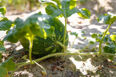 Watermelons growing and riping among green leaves under sun rays. Organic vegetarian healthy food concept.の写真素材