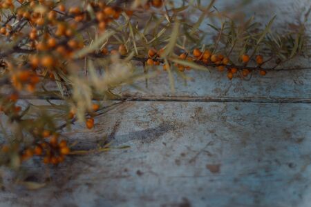 branch of sea buckthorn on the blue table background. Summer and autumn harvest, useful berries for healing hot teaの写真素材