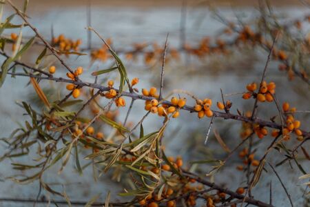 branch of sea buckthorn on the blue table background. Summer and autumn harvest, useful berries for healing hot teaの写真素材
