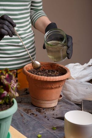 Gardener girl watering soil in flower pot with a spoon where the seeds are planted. Home potted greenery and flowers care concept. Close up vertical shot.の写真素材