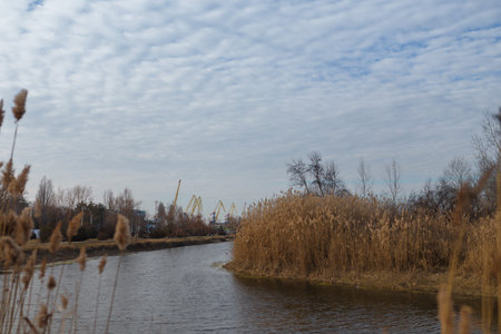 Autumn landscape with river, reeds, blue cloudy sky and cranes on background.