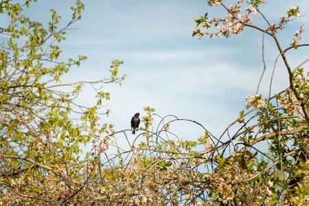Small singing starling with dark feathers sitting on blossoming cherry tree. Spring time and birds homecoming concept. の写真素材