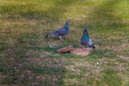 Two common pigeons drinking water among green grass on the park lawnの写真素材