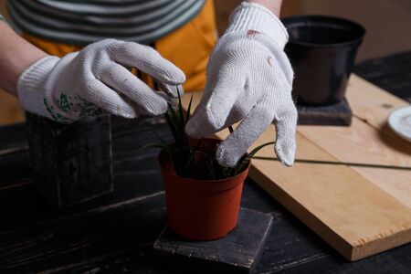 Female hands in white gardener gloves taking a cactus seedling out of flower pot. Planting succulents concept.の写真素材