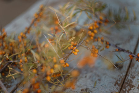 branch of sea buckthorn on the blue table background. Summer and autumn harvest, useful berries for...